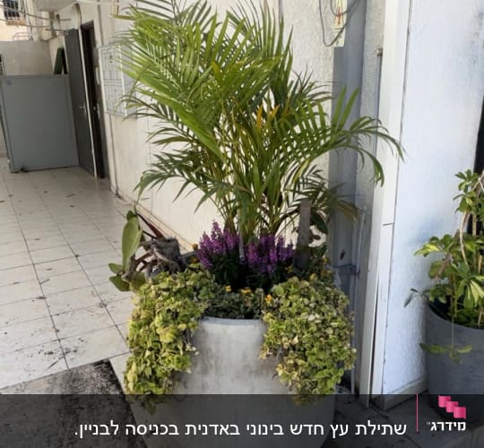 עציץ גדול עם צמחים ליד קיר חיצוני
